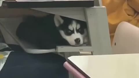 CUTE DOG