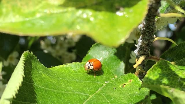 CLOSE UP of LadyBug cleaning...... :)