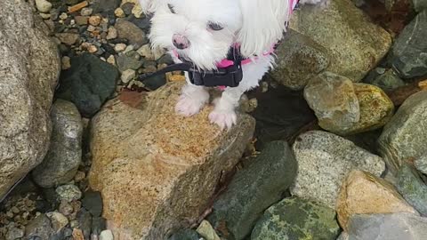 A puppy playing in the water