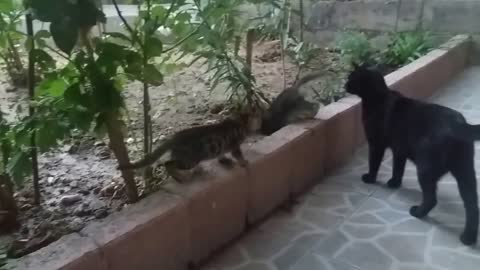 Mama cat talking to her kittens