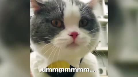 These Cats Speaking Better English Than Humans | Cats Talking