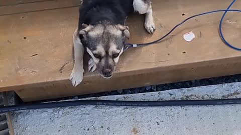 a cute puppy who welcomes people like crazy