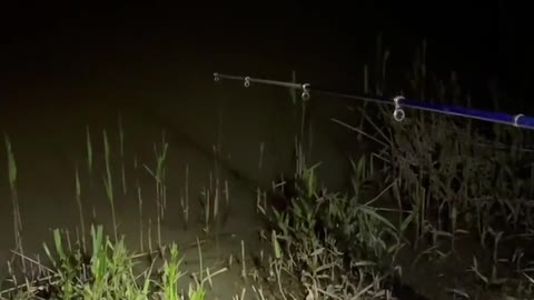 Short video Catch frog by hooks