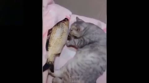 Cat Finds Its New Love - The Teddy Fish