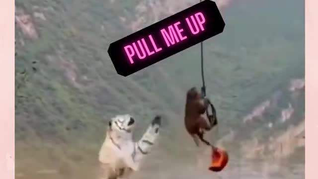 Monkey Saves Monkey