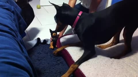 Scared Doberman Funny