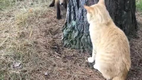 Cat and fox fighting