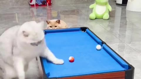 Cat playing billard 🎱