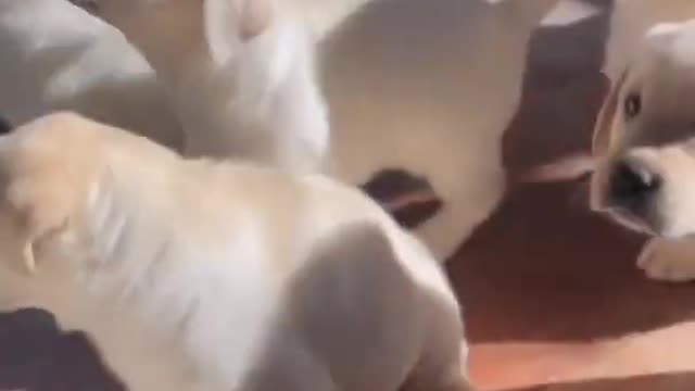 Cut dog