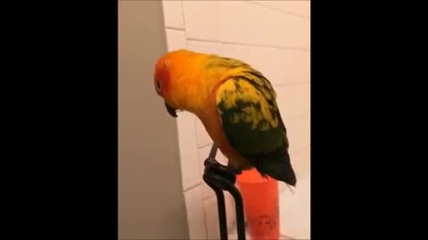 talkative parrot