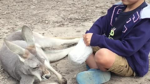 Kid playing with kangaroo