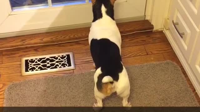 Small dog barks at self reflection in window