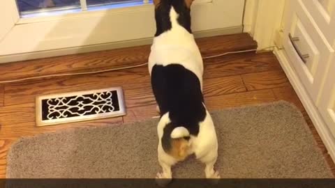 Small dog barks at self reflection in window