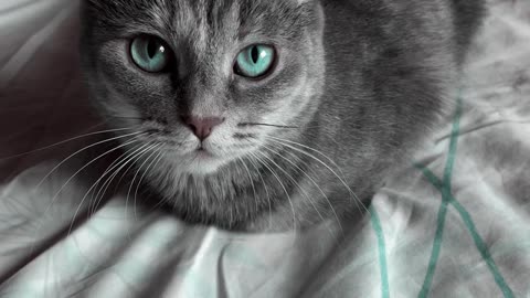 Beautiful Blue Eyes Cat Lying Down on Bed