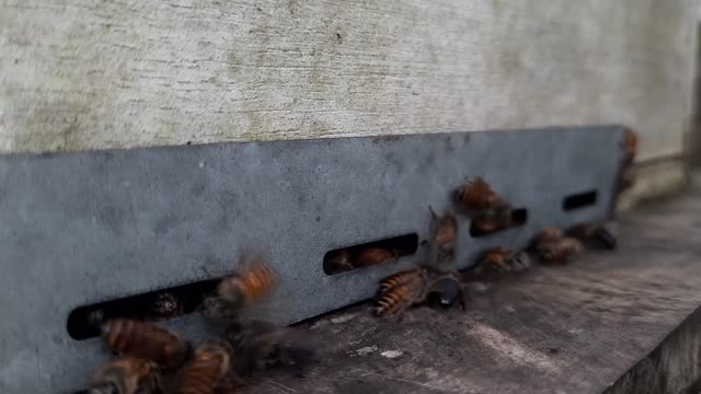 Bee box hyperpalse