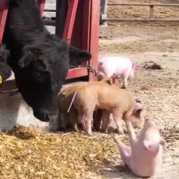 nimals,funny animal videos,cute