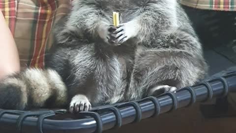 Raccoon sitting there chewing gum like a human being