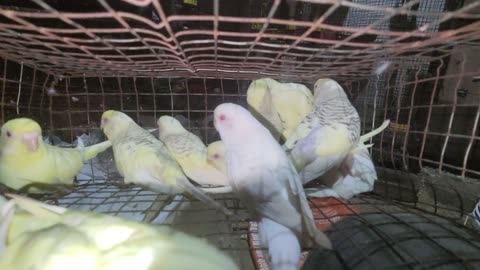 Fallow Budgies