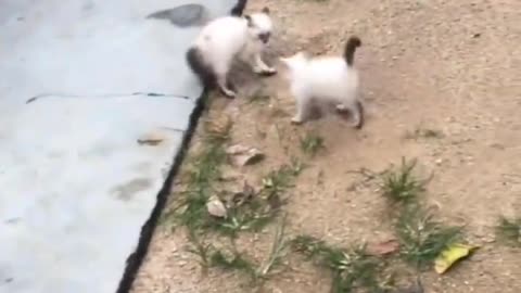 VIDEO ANJING DAN KUCING ##PART-1