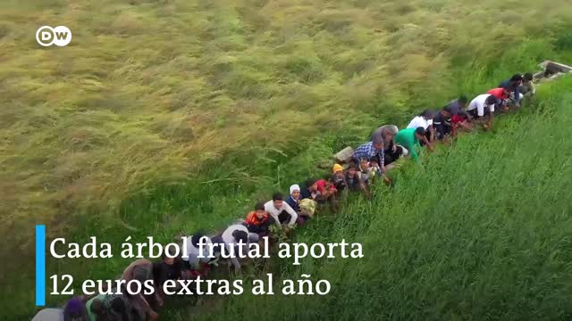 Video: plantación de árboles para combatir la deforestación