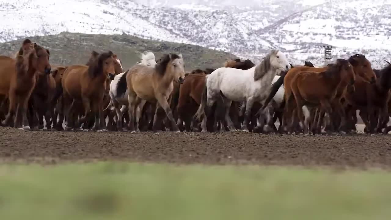 Funny Horse Compilation _ Cute Moment of the Horses