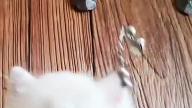 Cute and funny cat videos short