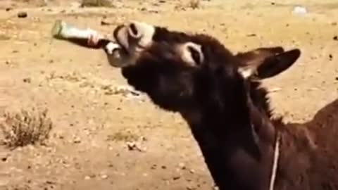 Drunken donkey