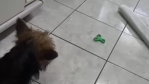 Small dog scared of green fidget spinner