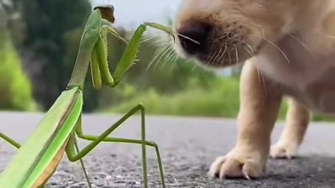 Cute Dog Playing with Grasshopper