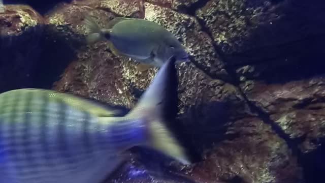 #oceanarium #aquarium #fish #bournemouth #travel #oceanariumbournemouth