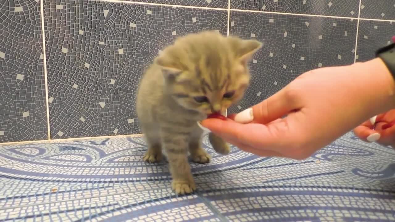 Kitten does not want to bath and meows loudly