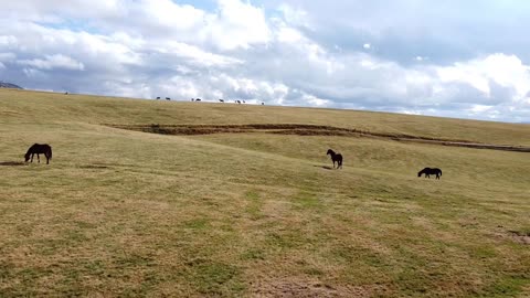 A small herd of horses graze on a mountain meadow in sunny day