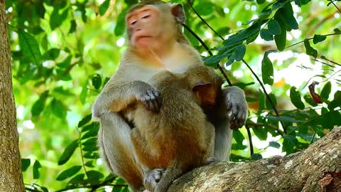 Funny animals #Natural of love#34#love animal.