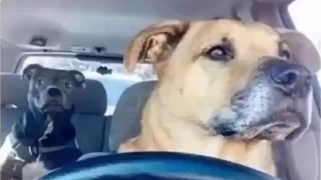 Uber Driver Dogs