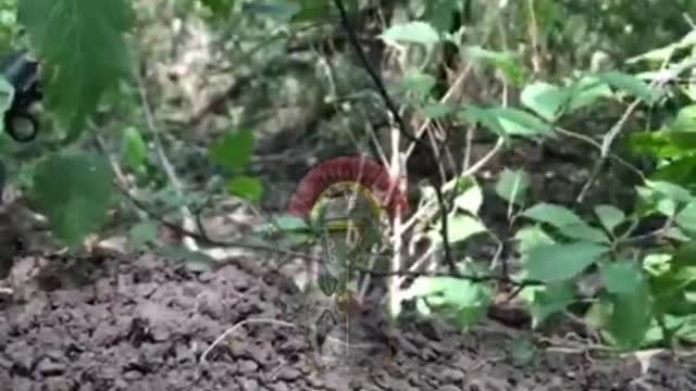 our Warriors are fighting in the forest