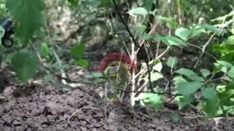 our Warriors are fighting in the forest