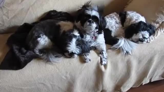 Dog Training Video Number Three ~ Looking Cute on Command ~ original dog humor video