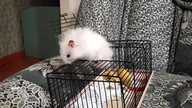 hamster escape