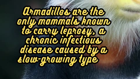 Animal Facts Armadillos #shorts