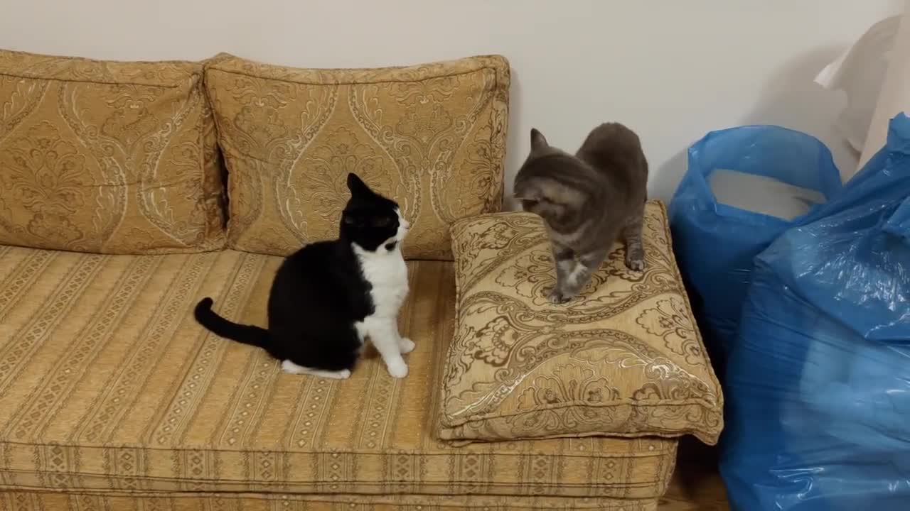 Cat Bites Other Cats Butt