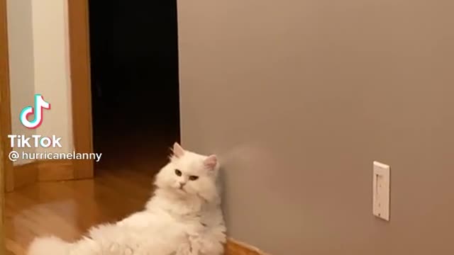 Cute dancing cat