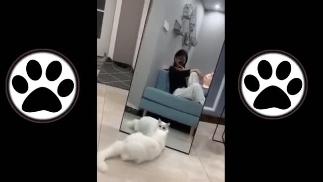 Funny_cats_vines