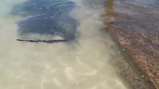 Amazing Stingrays