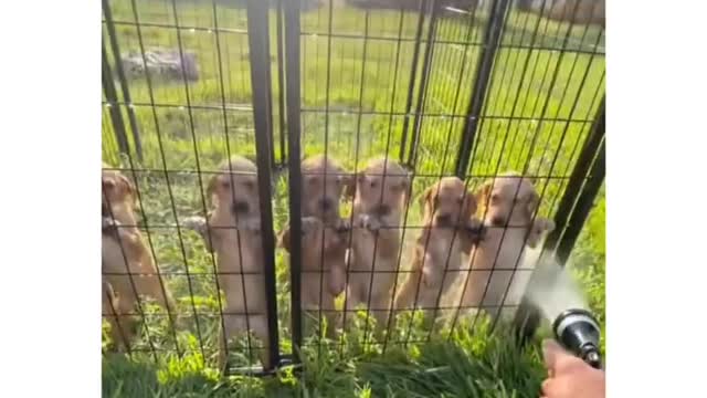 Morning shower for puppies🐶🐶