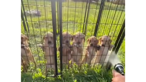 Morning shower for puppies🐶🐶