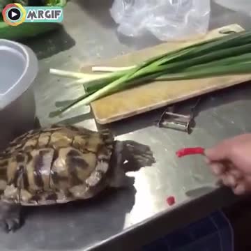 Turtle Reaction To Eating A Hot Chile Resembles Human