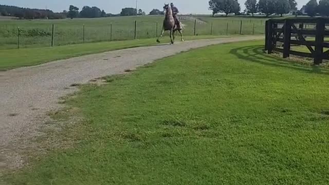 Is the horse sick? Why is he walking like that? He looks cute