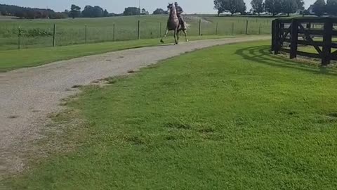 Is the horse sick? Why is he walking like that? He looks cute