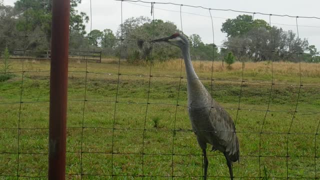 Sandhill being a Sandhil.