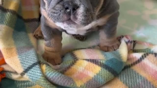 Is my bulldog cute?